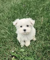Marley, a female Maltese for sale in Lambertville, MI – 1 of 1