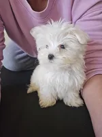 Willow, a female Maltese for sale in Lambertville, MI – 2 of 2