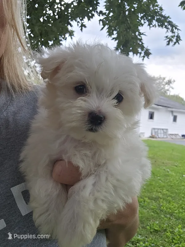 Milo – Maltese puppy for sale in Lambertville, MI