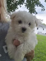 Milo, a male Maltese for sale in Lambertville, MI – 1 of 2