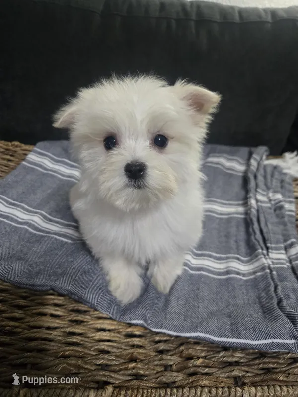 Lilly – Maltese puppy for sale in Lambertville, MI