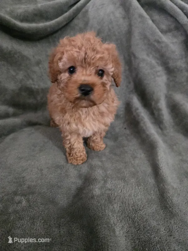 Jane, a female Poodle - Toy  for sale in Lambertville, MI – Photo 1 of 2