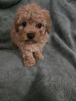 Jane, a female Poodle - Toy  for sale in Lambertville, MI – Photo 2 of 2