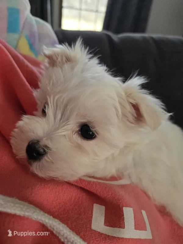 Joy – Maltese puppy for sale in Lambertville, MI