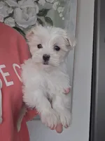 Joy, a female Maltese for sale in Lambertville, MI – Photo 1 of 4