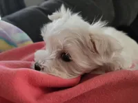 Joy, a female Maltese for sale in Lambertville, MI – Photo 4 of 4