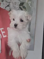 Joy, a female Maltese for sale in Lambertville, MI – Photo 3 of 4