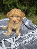 Bailey, a female Poodle - Toy  for sale in Lambertville, MI – 3 of 3