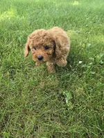 Cooper, a male Poodle - Toy  for sale in Lambertville, MI – 2 of 5