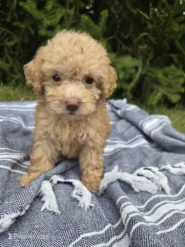 Mia – Poodle - Toy  puppy for sale in Lambertville, MI