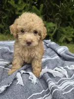 Mia, a female Poodle - Toy  for sale in Lambertville, MI – 1 of 1