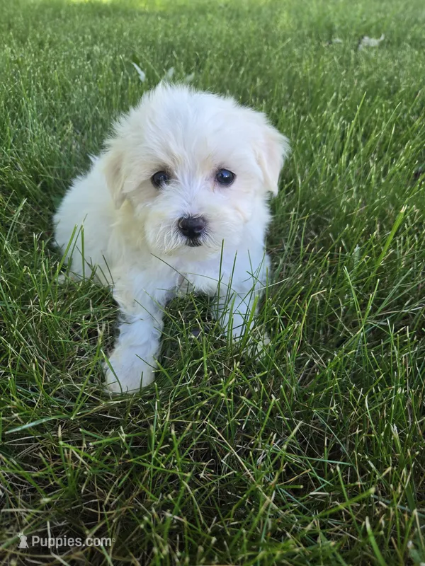 Bailey – Maltese puppy for sale in Lambertville, MI