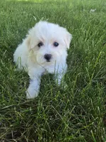 Bailey, a female Maltese for sale in Lambertville, MI – 1 of 1