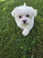 Macy, a female Maltese for sale in Lambertville, MI – 1 of 1
