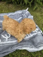 Bailey, a female Poodle - Toy  for sale in Lambertville, MI – 2 of 3