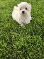 Lilly, a female Maltese for sale in Lambertville, MI – 2 of 2