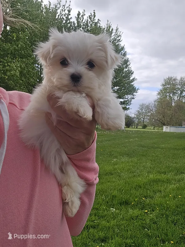 Lilly – Maltese puppy for sale in Lambertville, MI