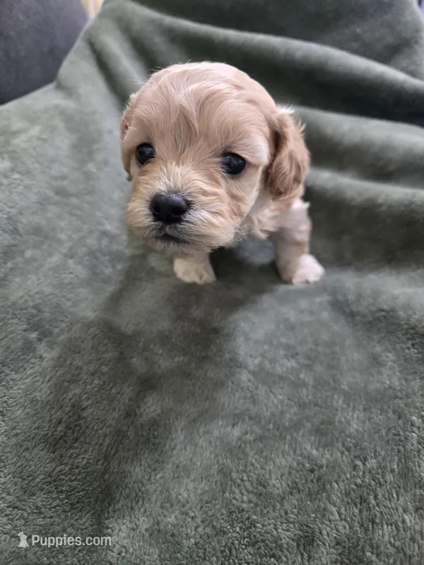 Willow – Havanese, Poodle - Toy  puppy for sale in Lambertville, MI