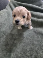 Willow, a female Havanese and Poodle - Toy  for sale in Lambertville, MI – Photo 5 of 5