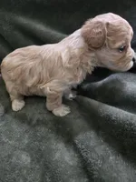 Willow, a female Havanese and Poodle - Toy  for sale in Lambertville, MI – Photo 3 of 5