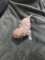 Willow, a female Havanese and Poodle - Toy  for sale in Lambertville, MI – Photo 4 of 5