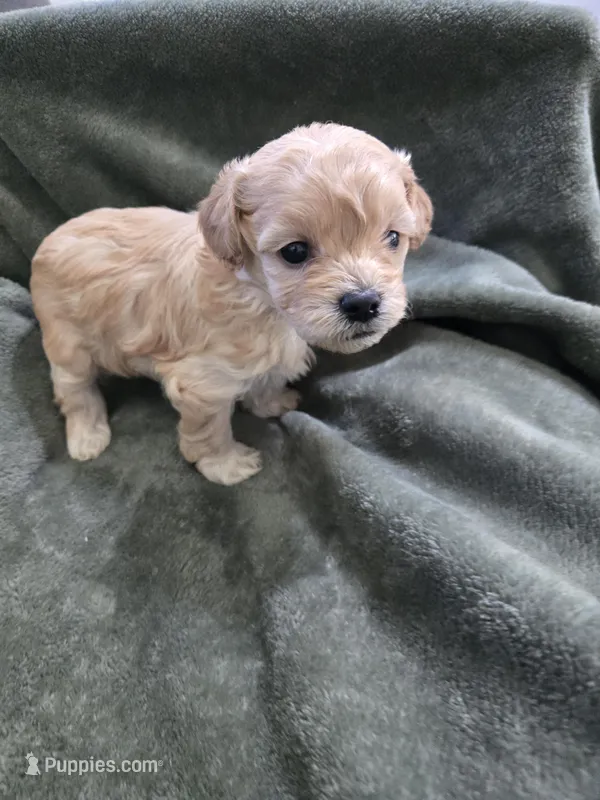 Willow – Havanese, Poodle - Toy  puppy for sale in Lambertville, MI