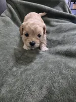 Willow, a female Havanese and Poodle - Toy  for sale in Lambertville, MI – Photo 2 of 5