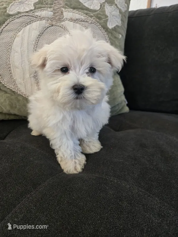 Max – Maltese puppy for sale in Lambertville, MI