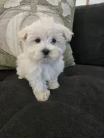 Max, a male Maltese for sale in Lambertville, MI – 1 of 1