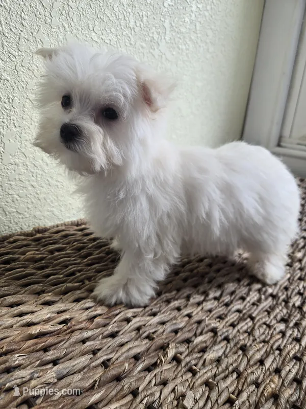 Mia – Maltese puppy for sale in Lambertville, MI