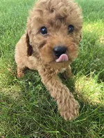 Cooper, a male Poodle - Toy  for sale in Lambertville, MI – 5 of 5