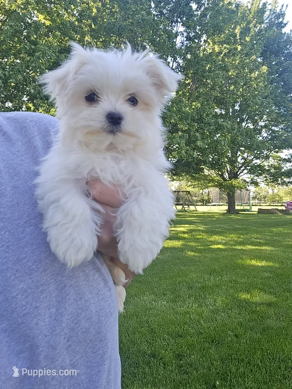 Millie – Maltese puppy for sale in Lambertville, MI