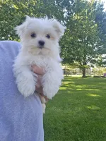 Millie, a female Maltese for sale in Lambertville, MI – 1 of 1