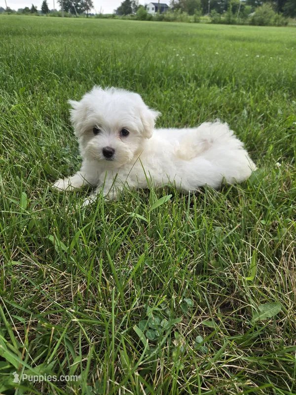 Jayden – Maltese puppy for sale in Lambertville, MI