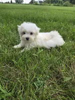 Jayden, a female Maltese for sale in Lambertville, MI – 1 of 1