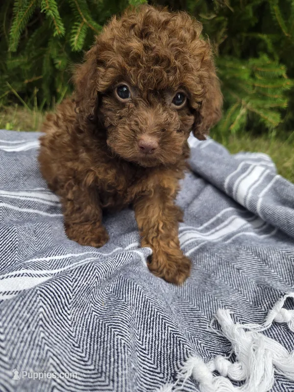 Bronco – Poodle - Toy  puppy for sale in Lambertville, MI