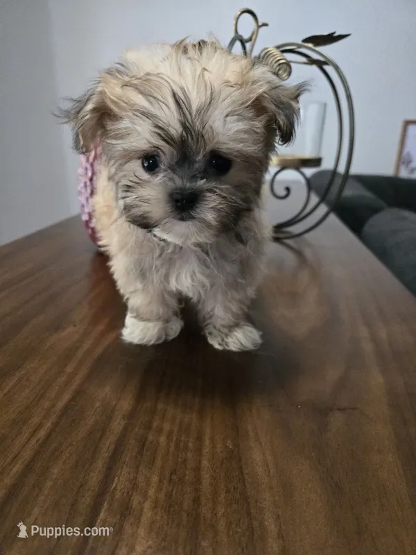 Benny – Havanese, Maltese puppy for sale in Lambertville, MI