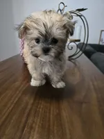 Benny, a male Havanese and Maltese for sale in Lambertville, MI – 1 of 1