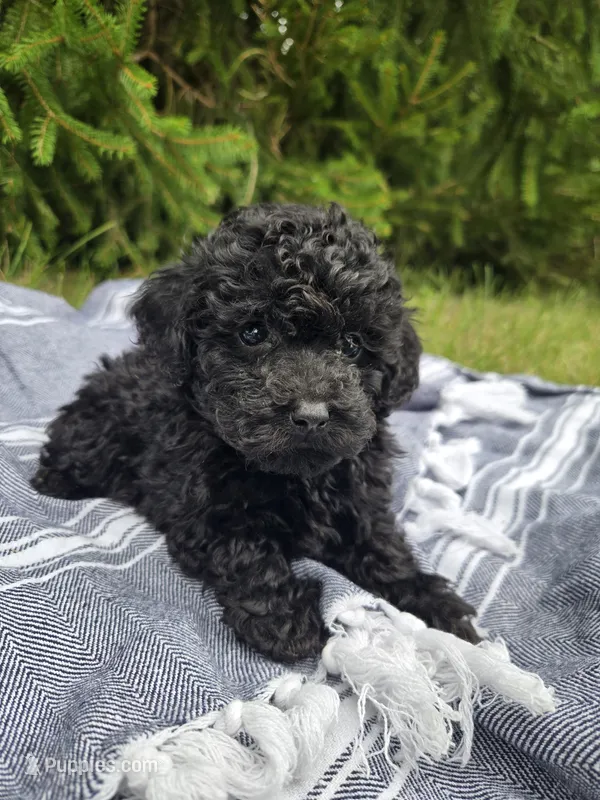 Bella – Poodle - Toy  puppy for sale in Lambertville, MI
