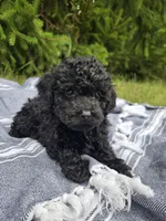 Bella, a female Poodle - Toy  for sale in Lambertville, MI – 1 of 1