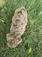 Jayden, a female Poodle - Toy  for sale in Lambertville, MI – 2 of 2