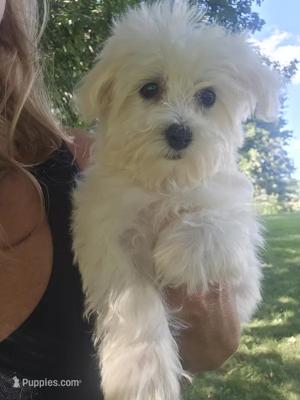 Millie – Maltese puppy for sale in Lambertville, MI