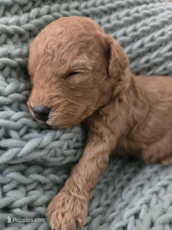 Ellie – Poodle - Toy  puppy for sale in Lambertville, MI