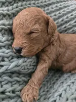 Ellie, a female Poodle - Toy  for sale in Lambertville, MI – 1 of 2