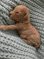 Ellie, a female Poodle - Toy  for sale in Lambertville, MI – 2 of 2