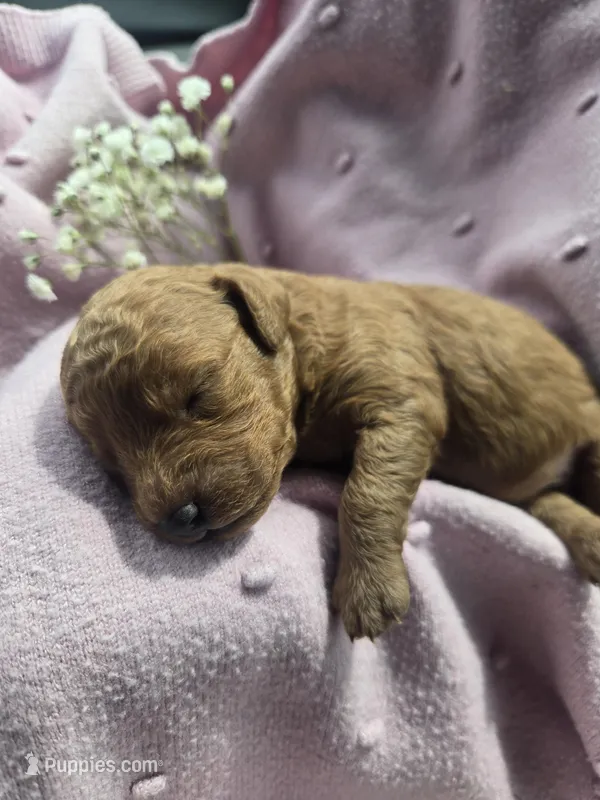 Ellie, a female Poodle - Toy  for sale in Lambertville, MI – Photo 1 of 1