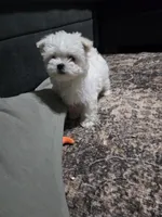 Marley, a female Maltese for sale in Lambertville, MI – Photo 1 of 3