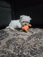 Marley, a female Maltese for sale in Lambertville, MI – Photo 2 of 3