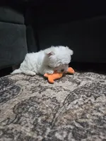 Marley, a female Maltese for sale in Lambertville, MI – Photo 3 of 3