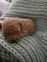 Cooper, a male Poodle - Toy  for sale in Lambertville, MI – 2 of 3